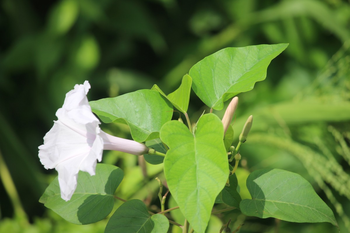 Ipomoea carnea Jacq.